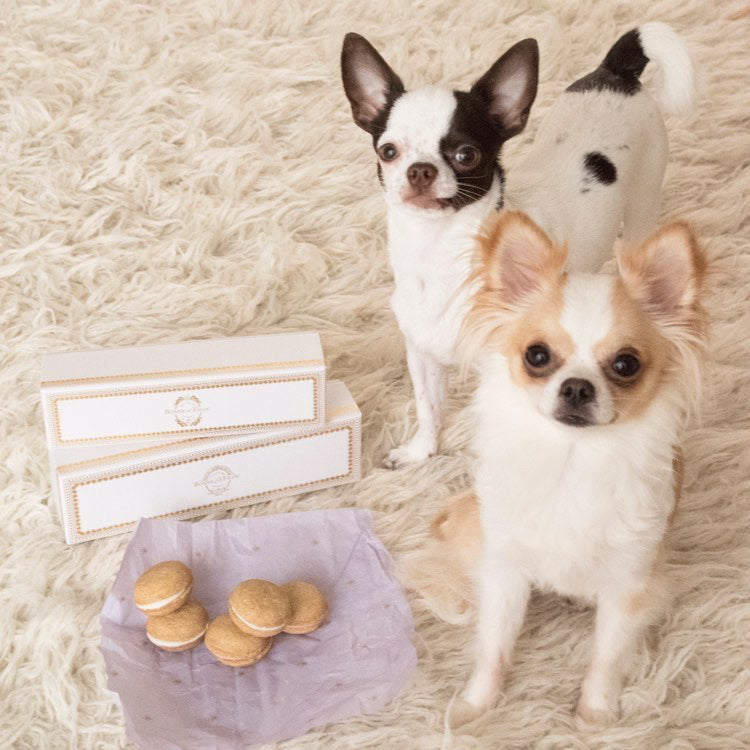 Vanilla Macarons